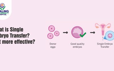 What is Single Embryo Transfer? Is it more effective? Healing Topic Image 1